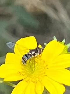 Silver-banded Hover Fly thumbnail 4