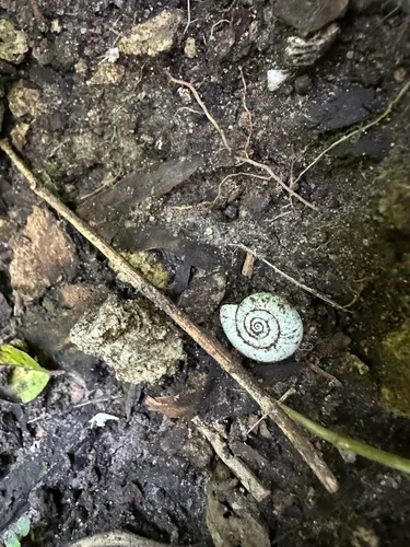 Gray-foot Lancetooth Snail