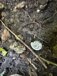 Gray-foot Lancetooth Snail thumbnail 1