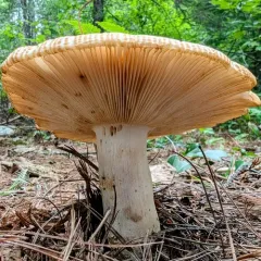 Almond-scented Russula thumbnail 4