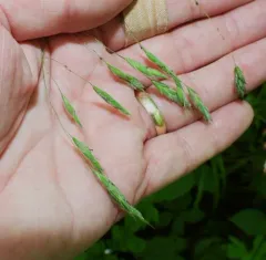 Nottoway Brome Grass thumbnail 4