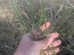 Annual Thymelaea thumbnail 3