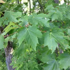 red maple thumbnail 5