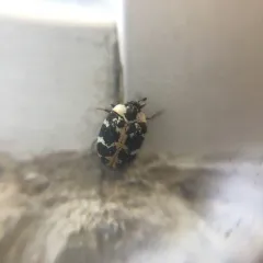 Common Carpet Beetle thumbnail 2
