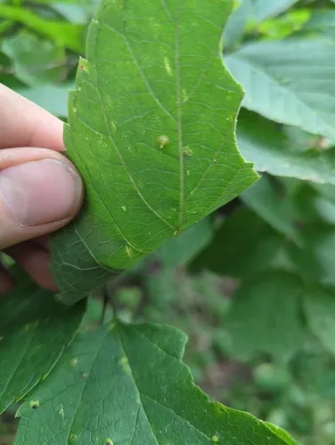 Hackberry Aciculate Gall Midge