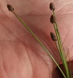Canada Spikesedge thumbnail 3