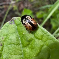 Ninebark Calligrapha Beetle thumbnail 4