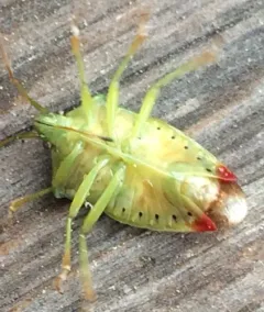 Birch Shield Bug thumbnail 2