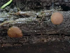 Adelphella babingtonii thumbnail 4