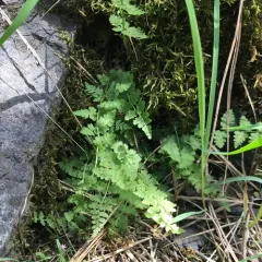 brittle bladderfern thumbnail 3
