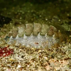 Mopalia vespertina thumbnail 4