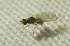 Carrot Rust Fly thumbnail 3