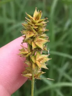 Heavy-fruited Sedge thumbnail 3
