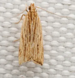 Lanceolate Moth thumbnail 3
