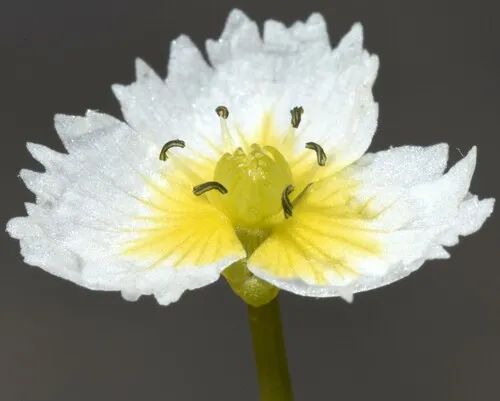 California damasonium