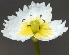 California damasonium thumbnail 1
