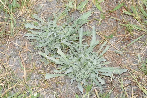 alisma-leaved button-celery