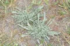 alisma-leaved button-celery thumbnail 1