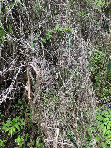 Thicket Bean