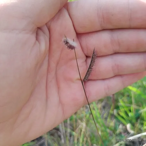 hairy grama