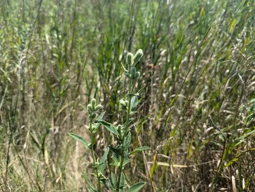 rough rattlesnake root