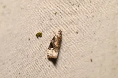 Apotomis apateticana thumbnail 2
