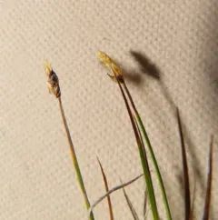 blunt sedge thumbnail 4