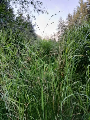 narrow manna grass