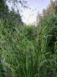 narrow manna grass thumbnail 1