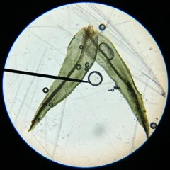 Hutchins' Pincushion thumbnail 3