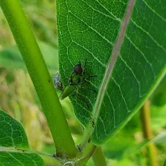 Green Soldier Fly thumbnail 3
