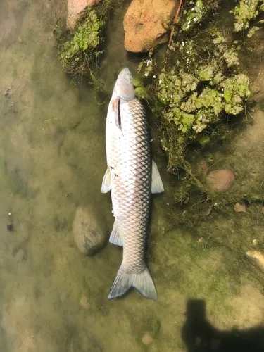 Grass Carp