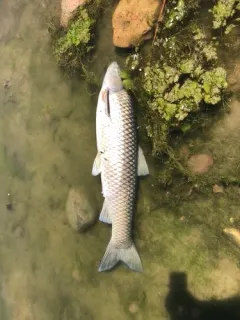 Grass Carp thumbnail 1