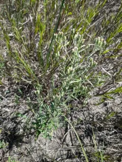 Great Plains false boneset thumbnail 3