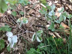 Erysiphe aquilegiae thumbnail 4