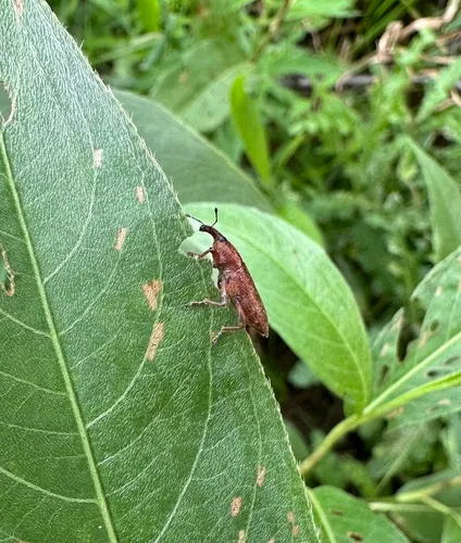 Elongated Bean Weevil