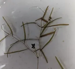 small pondweed thumbnail 3