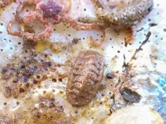 Hanley's Mail-shell thumbnail 3