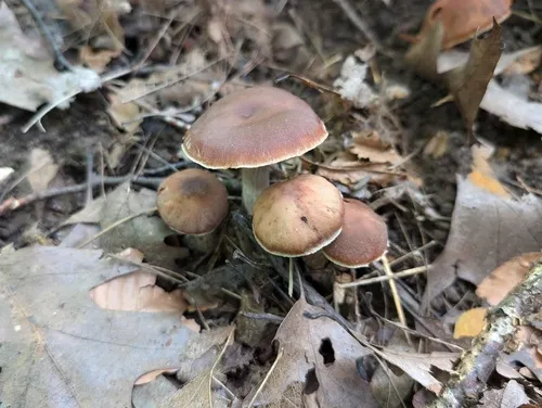 Cortinarius mattiae