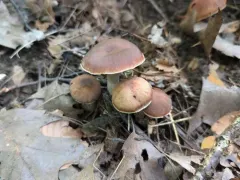 Cortinarius mattiae thumbnail 1