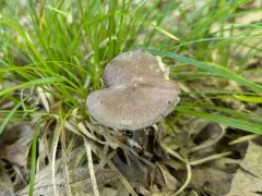 Entoloma canadense thumbnail 4