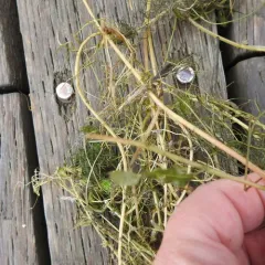 Siberian water-milfoil thumbnail 4