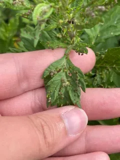 Aceria artemisiae thumbnail 2