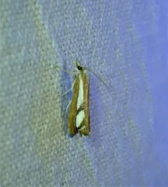 Two-banded Catoptria Moth thumbnail 3
