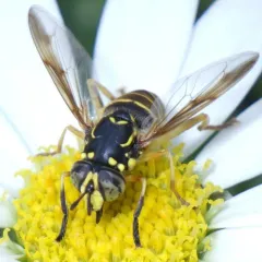 Rocky Mountain Hornet Fly thumbnail 3