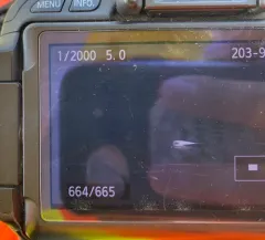 Beluga thumbnail 4