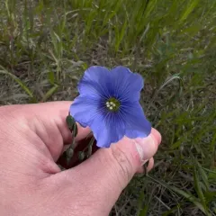 perennial flax thumbnail 3