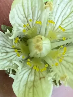 San Bernardino Grass of Parnassus thumbnail 3