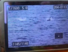 White-beaked Dolphin thumbnail 4
