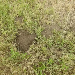 Northern Pocket Gopher thumbnail 4